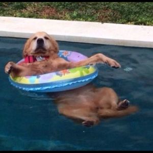 Meet your Posher, Riley